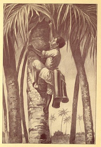 Boy climbing palm tree