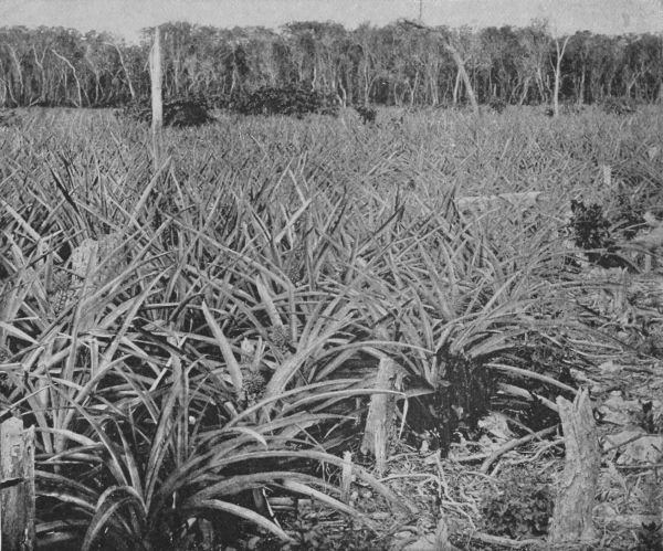 Pineapple Field in Florida
