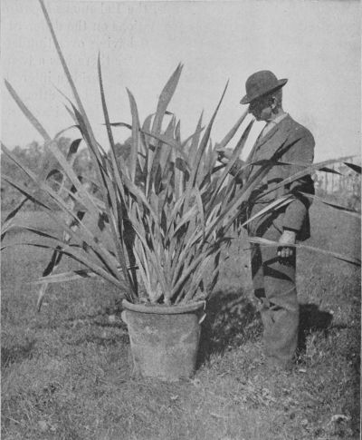 A Plant of New Zealand Flax