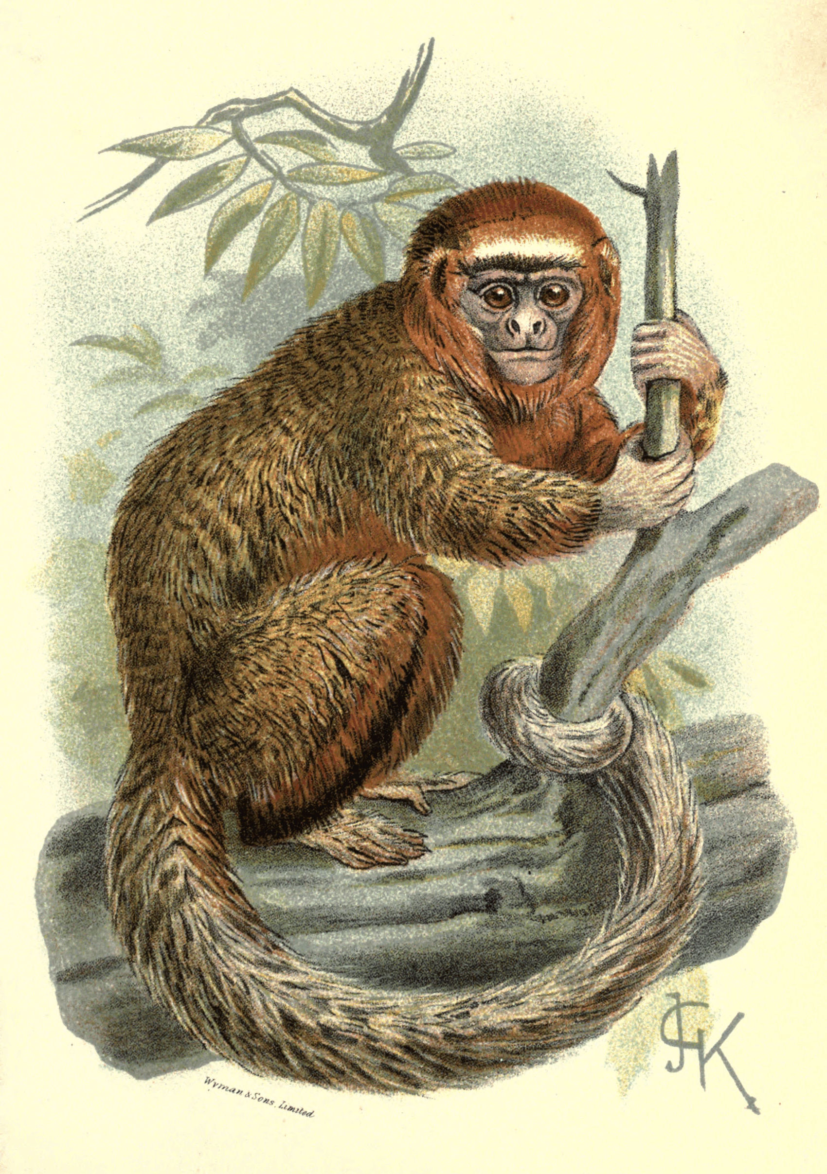 Profile of a wild monkey in the jungle. Primate Macaco Prego (nail