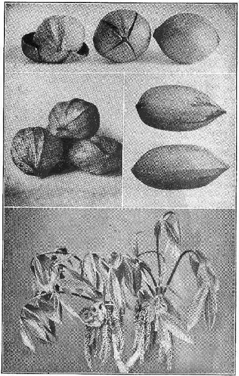 Three pignuts, with husks, three shagbarks, and two pecans; Flowering twig of the little shagbark hickory