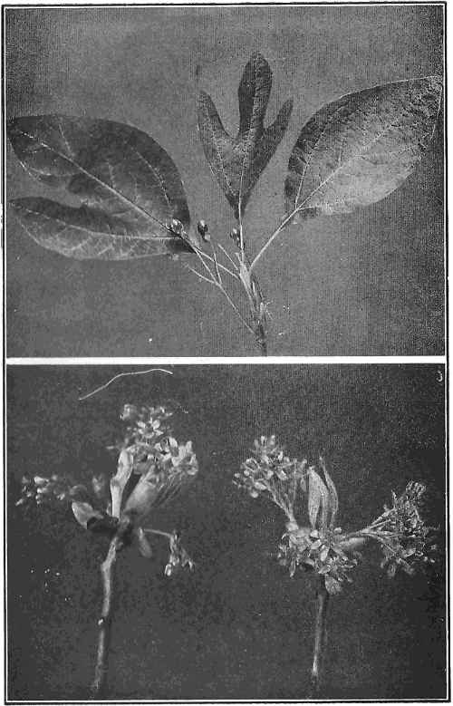 Flowers, fruit, and the three different leaf patterns of the sassafras tree