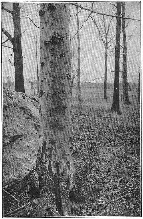 The beech trunk is clothed in smooth, pale grey bark