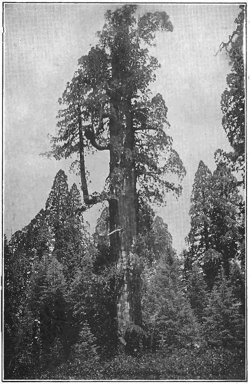 This big tree, &ldquo;The Grizzly Giant,&rdquo; is over three hundred feet high. It is a sequoia, one of the cone-bearing evergreens