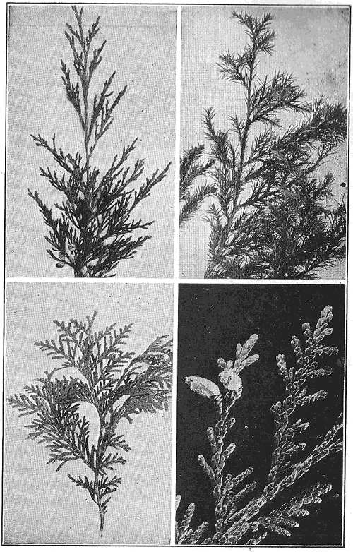 SCALY-LEAVED EVERGREENS: Upper: two branches from the same red cedar tree; Lower: flat sprays of arbor vit&aelig;