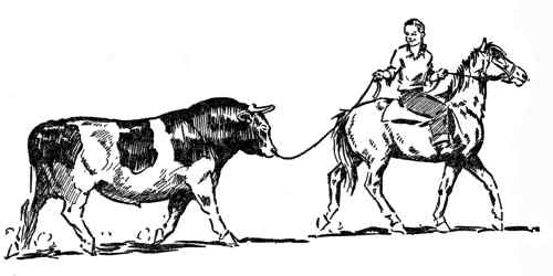 Leading a bull