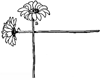 two flowers with stems crossed