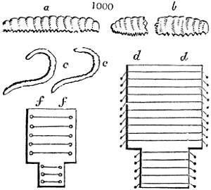 Silkworm gut production