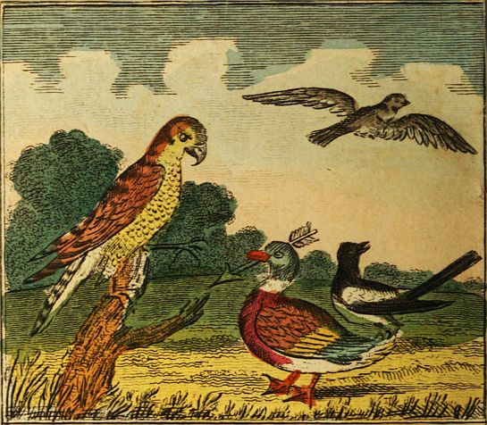 Hawk speaking to a duck