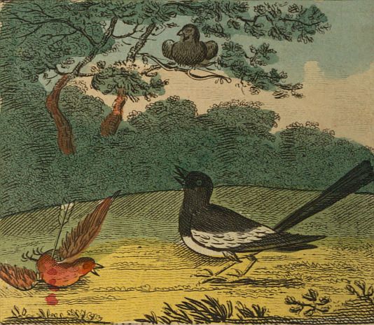 magpie finding Cock Robin with sparrow in tree