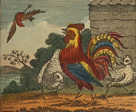 Cock rooster seeing robin fall from sky with arrow through him