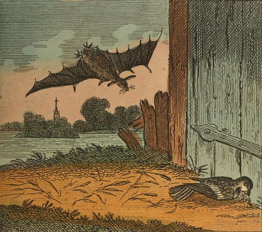 Bat chasing sparrow to barn door