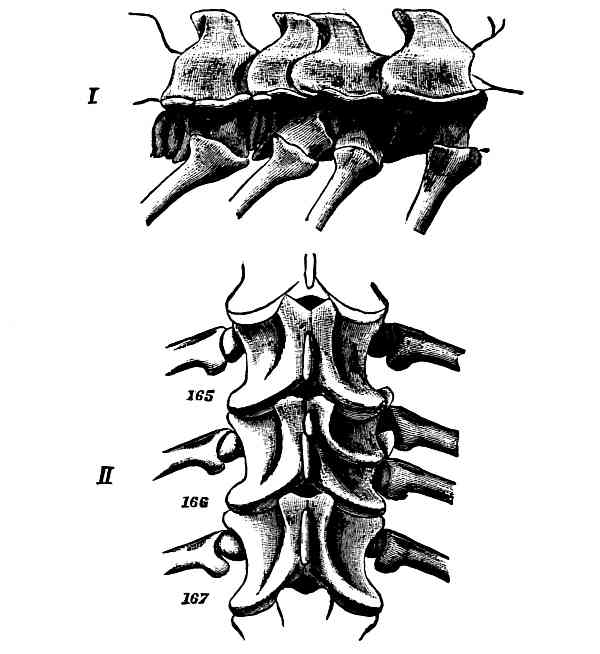 The Project Gutenberg eBook of The Methods And Scope Of Genetics