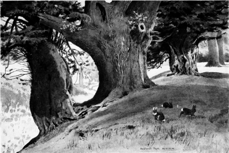 OLD YEWS AND OAK IN EASTWELL PARK.