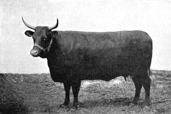 Red Devon Cow