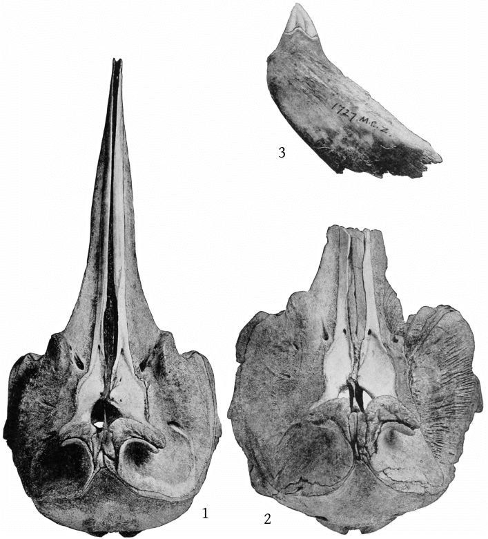 Plate 2 SKULLS AND TOOTH OF MESOPLODON
