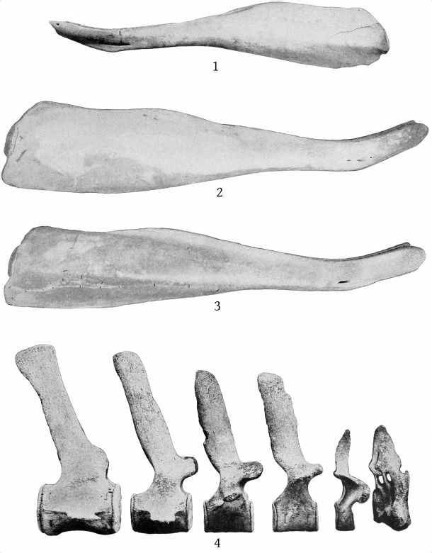 Plate 24 MANDIBLES AND VERTEBR&AElig; OF ZIPHIUS CAVIROSTRIS