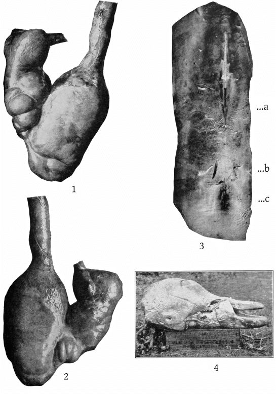 Plate 40 MESOPLODON EUROP&AElig;US AND M. STEJNEGERI