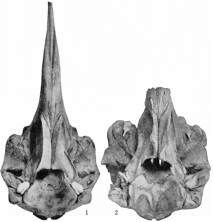 Plate 5 SKULLS OF MESOPLODON EUROP&AElig;US