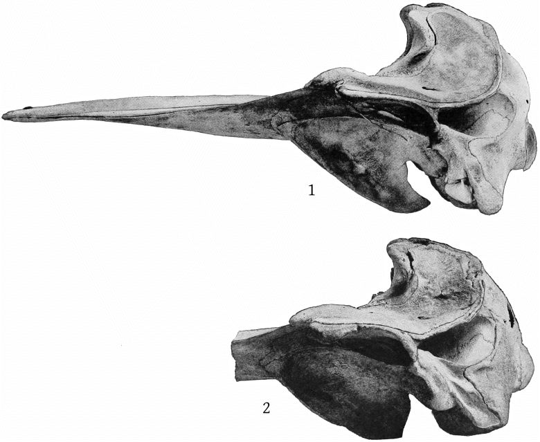 Plate 8 SKULLS OF MESOPLODON EUROP&AElig;US