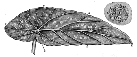 fig.17