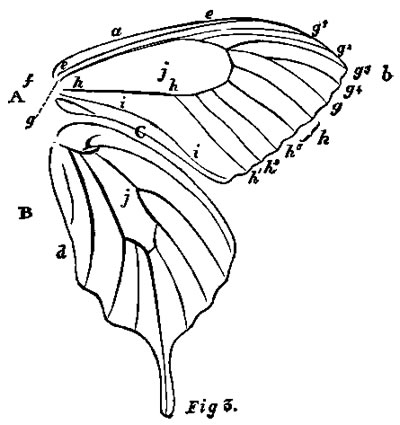 Diagram of Butterfly's Wing