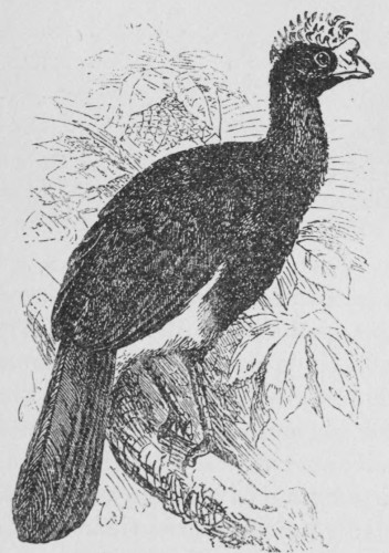 Crested Curassow.