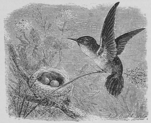 Vervain Humming Bird and Nest