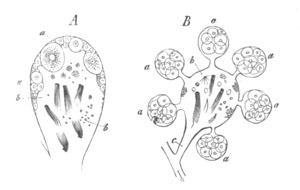 Follicles of Gasteropoda glands