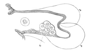 A Parapodium of Tomopteris.