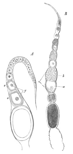 Ovarian tube of the Flea