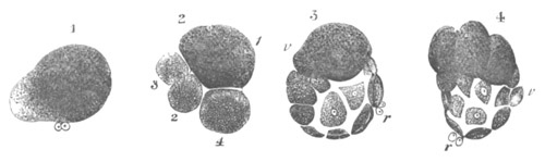 Segmentation of Anodon piscinalis