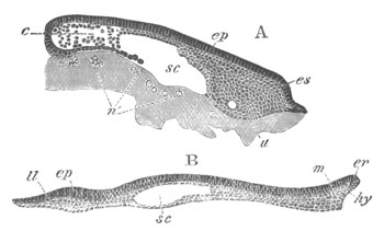 Two sections of a Pristiurus embryo