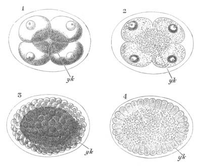 Segmentation of a Crustacean ovum