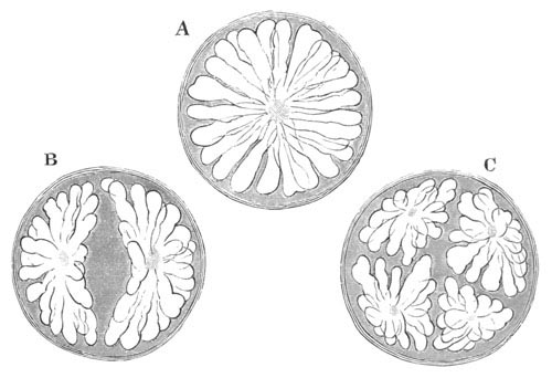 segmentation of Philodromus Limbatus