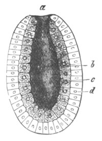 Diagram of a Gastrula.