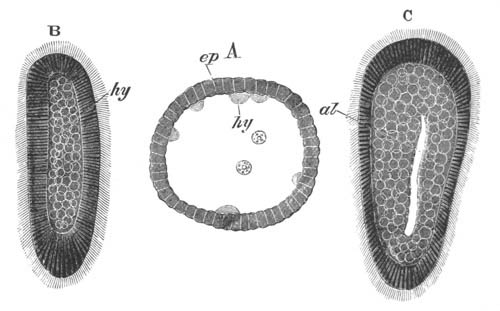 Three larva stages of Eucope polystyla