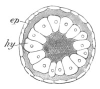 Embryo of Geryonia