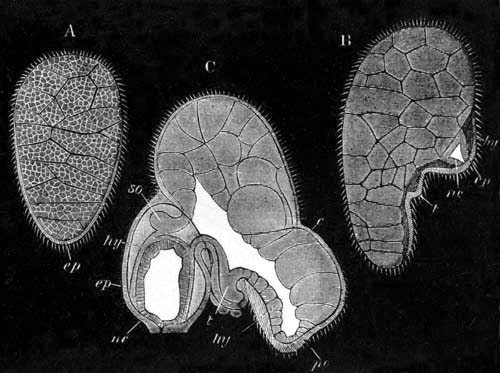 Illustration: Three larval stages of Epibulia aurantiaca
