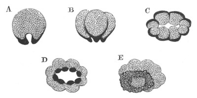 5 stages of Idyia roseola