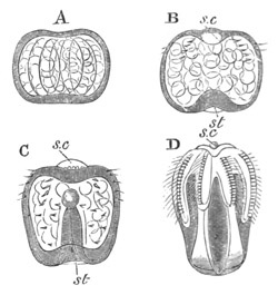 4 stages of Idyia roseola