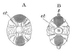 Two stages of Pleurobrachia rhododactyla