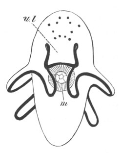 Turbellarian larva