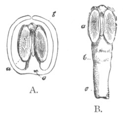 Cysticercus with small vesicle