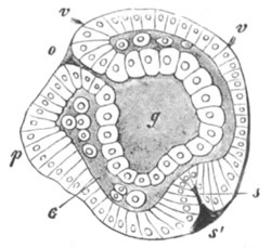 Embryo of A Heteropod