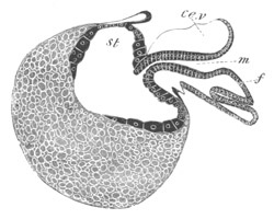 Embryo of Nassa mutabilis