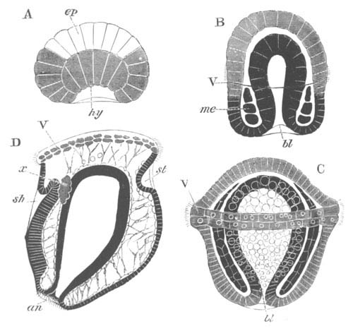Four stages in the development of Paludina vivipara