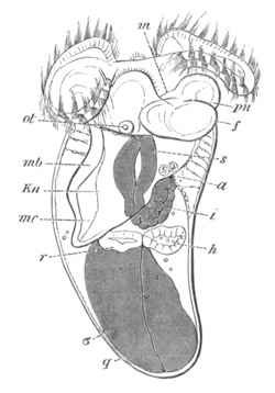 Embryo of Cavolinia