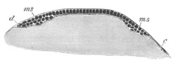 Section of Loligo ovum