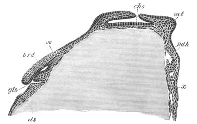 Section through a Loligo ovum